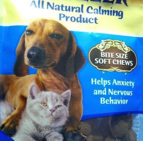 Hund og kat ser ud som om, de lige har dyrket god sex